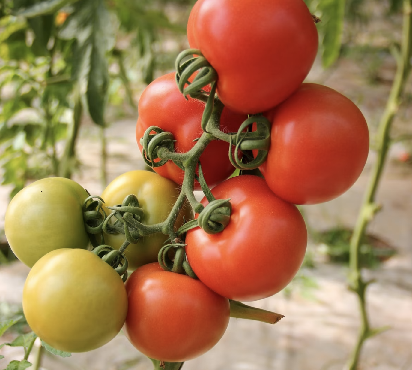 Fresh homegrown cherry tomatoes growing on a vine for container garden