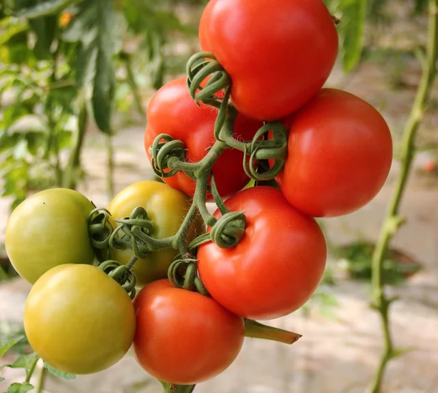 Fresh homegrown cherry tomatoes growing on a vine for container garden